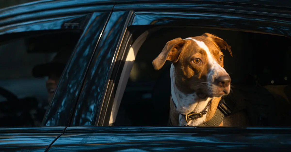 Tips for Traveling with Pets